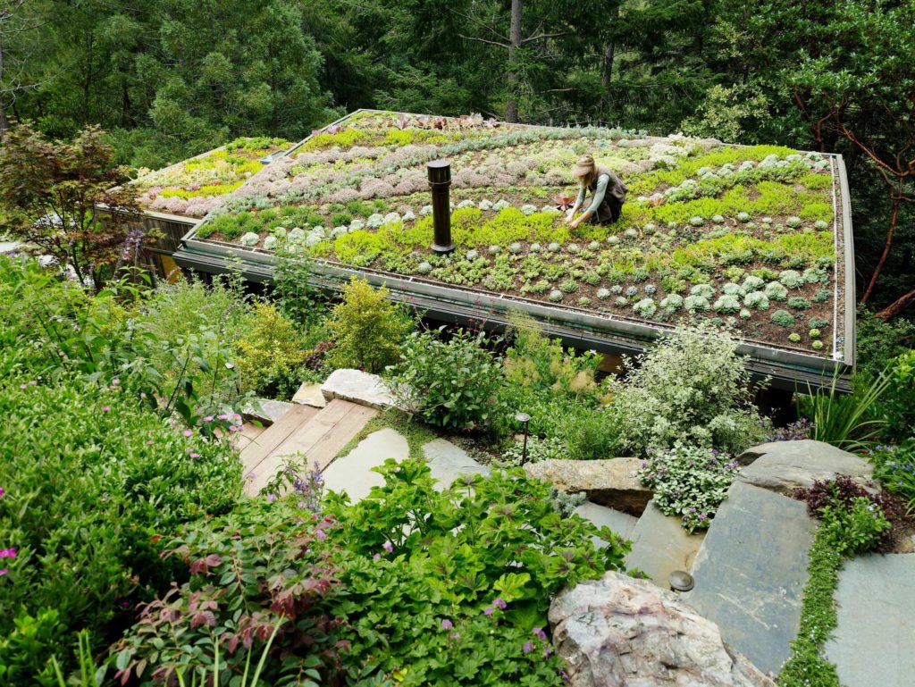 rooftop garden