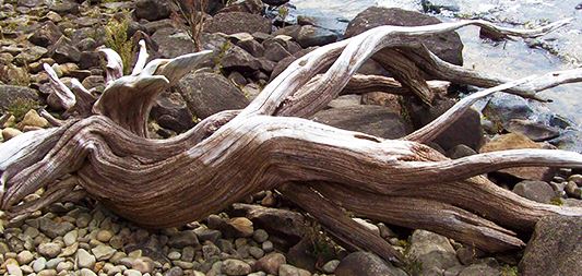 an old driftwood stump