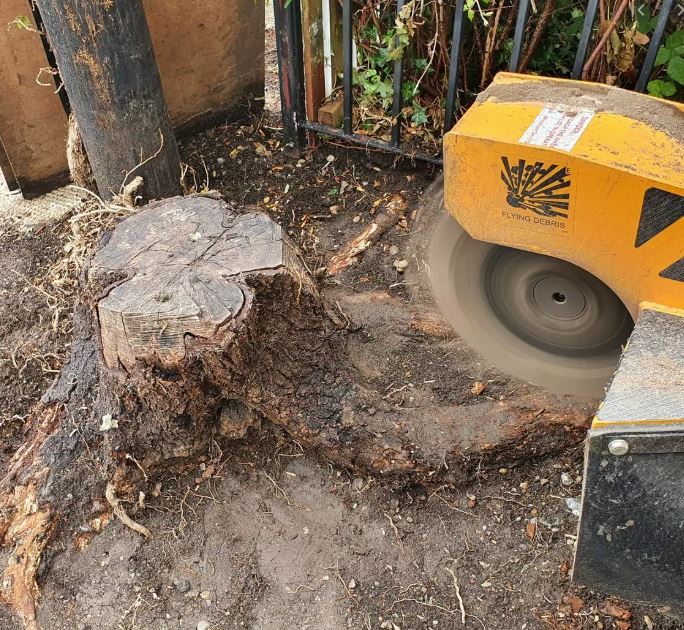 taking out an old tree stump